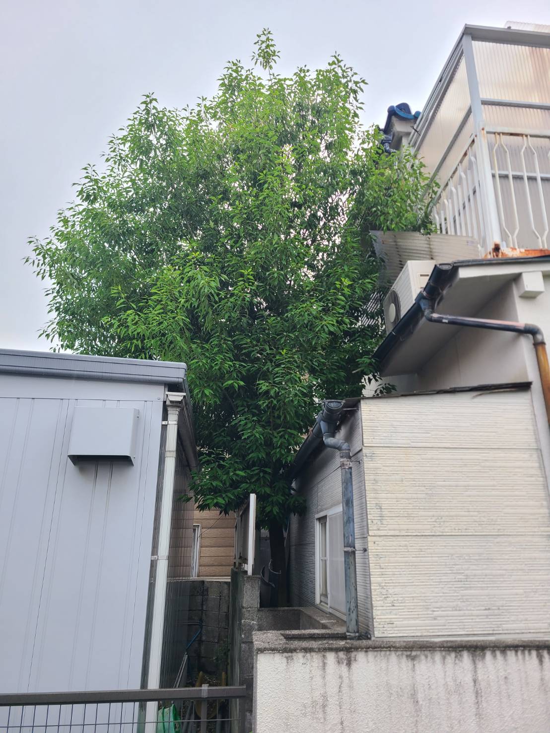 お庭の木の手入れ