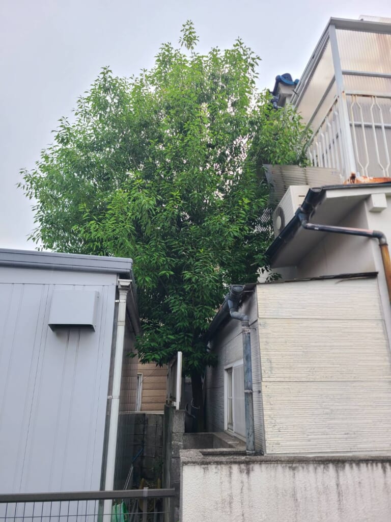 伸びすぎた庭木の剪定